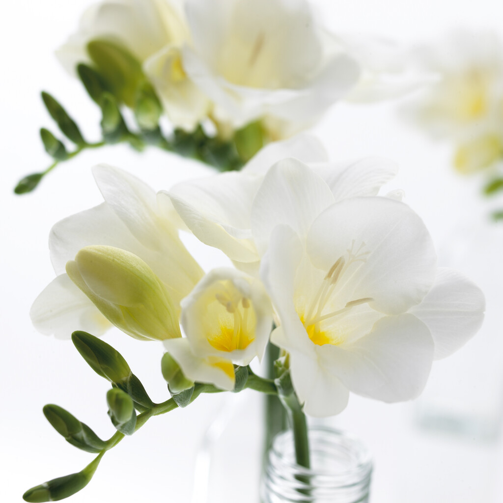 Freesia White 5/6 (15)