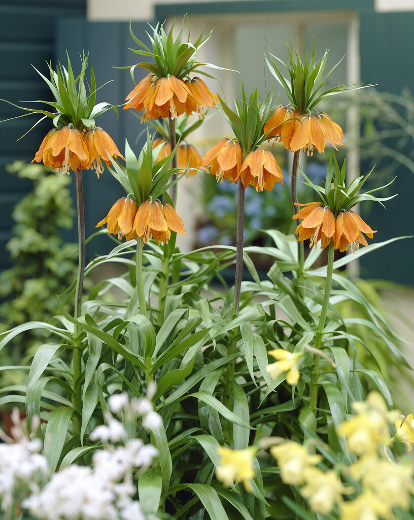 Fritillaria Aurora 24/26 (1)