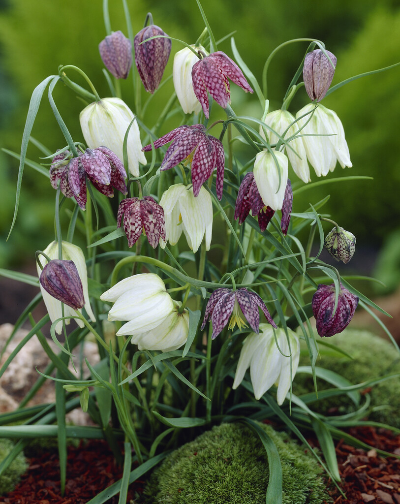 Fritillaria Meleagris Mixed 7/+ (15)