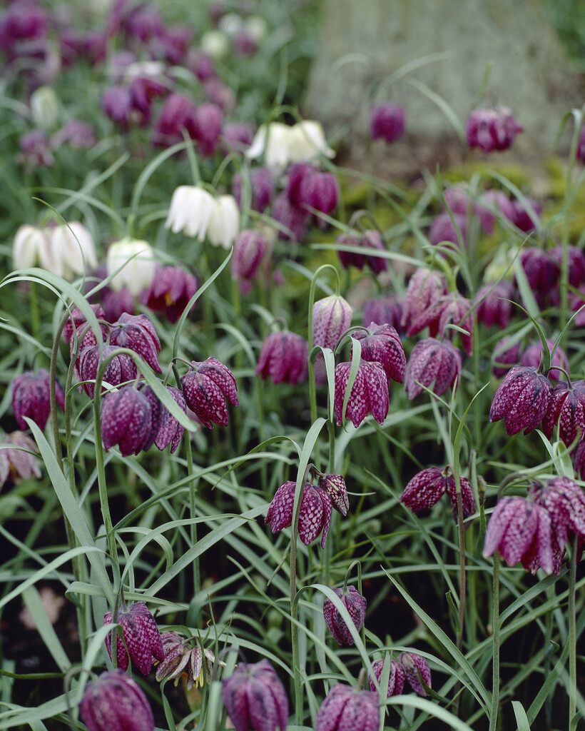 Fritillaria Meleagris Mixed 7/+ (15)