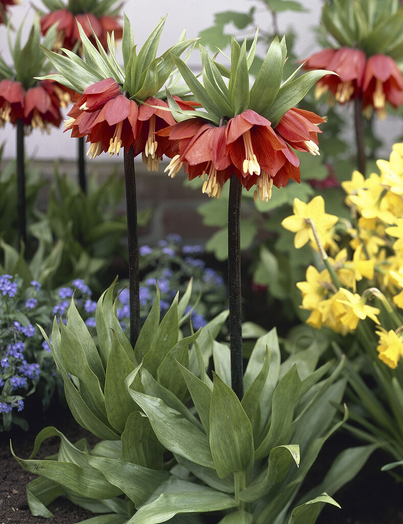 Fritillaria Rubra 24/26 (1)