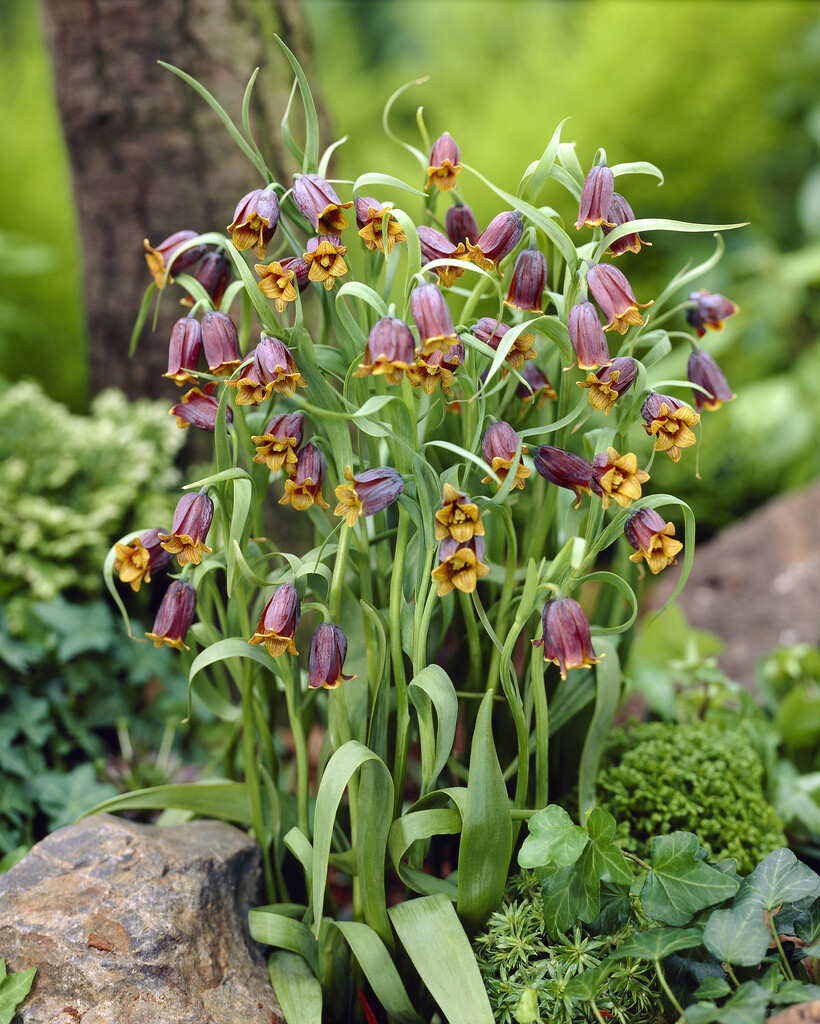 Fritillaria Uva vulpis 8/9 (10)