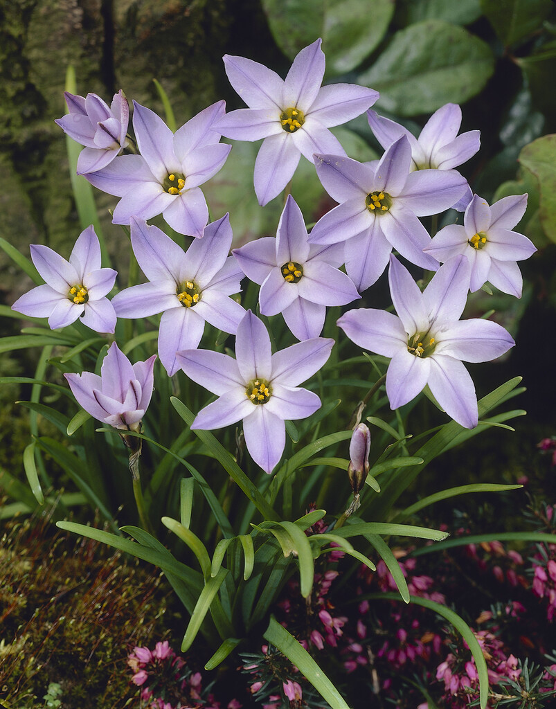 Ipheion Wisley Blue 4/5