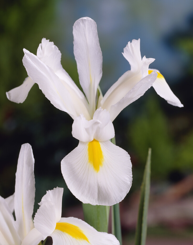 Iris White Magic 8/9 (15)