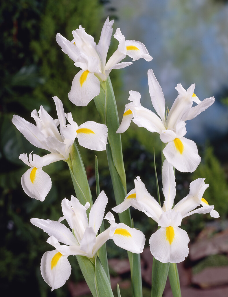 Iris White Magic 8/9 (15)