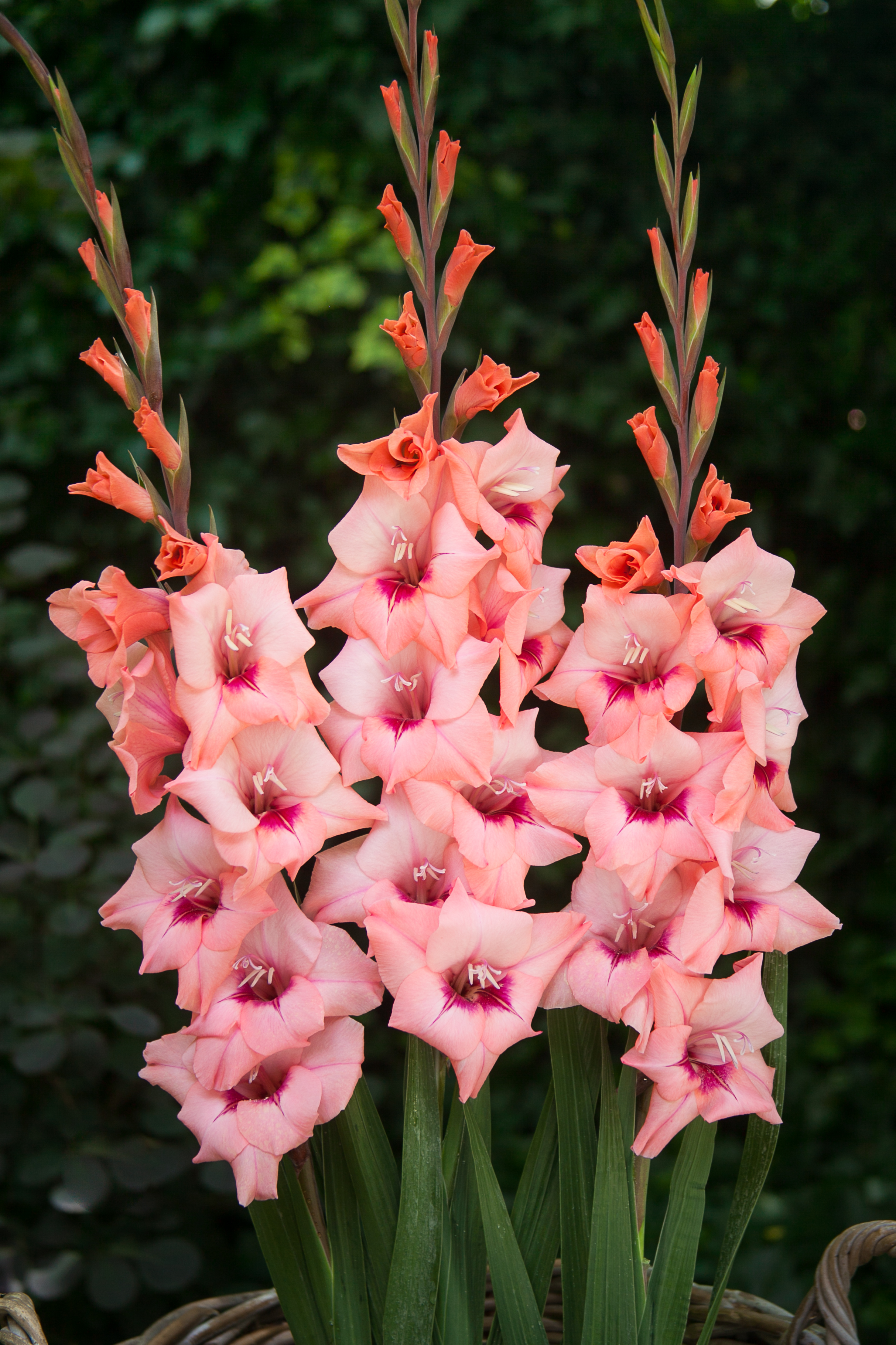 Gladiolus Whitney (10)