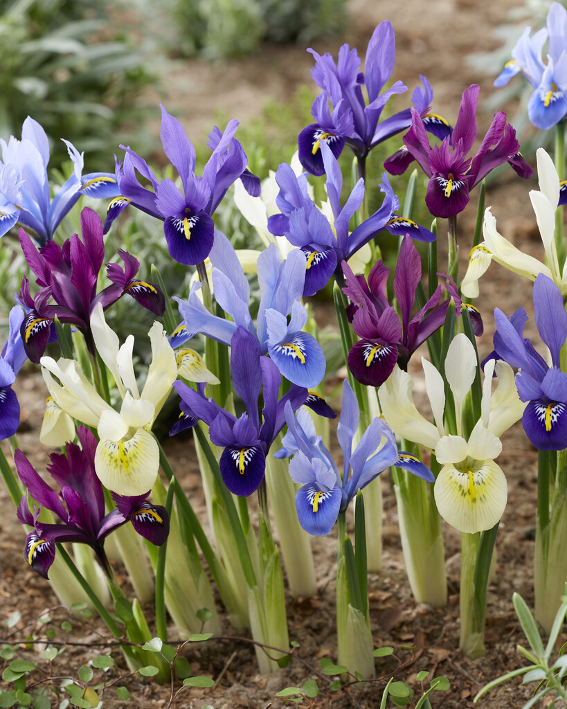 Iris Reticulata Mixed 5/6 (15)