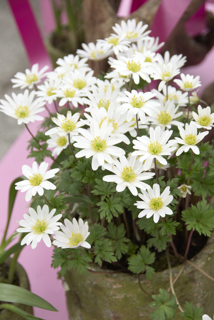 Anemone Blanda White Splendour 5/6 (10)