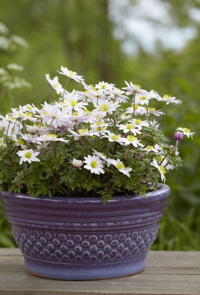 Anemone Blanda White Splendour 5/6 (10)