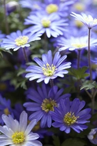 Anemone Blanda Blue Shades 5/6 (20)