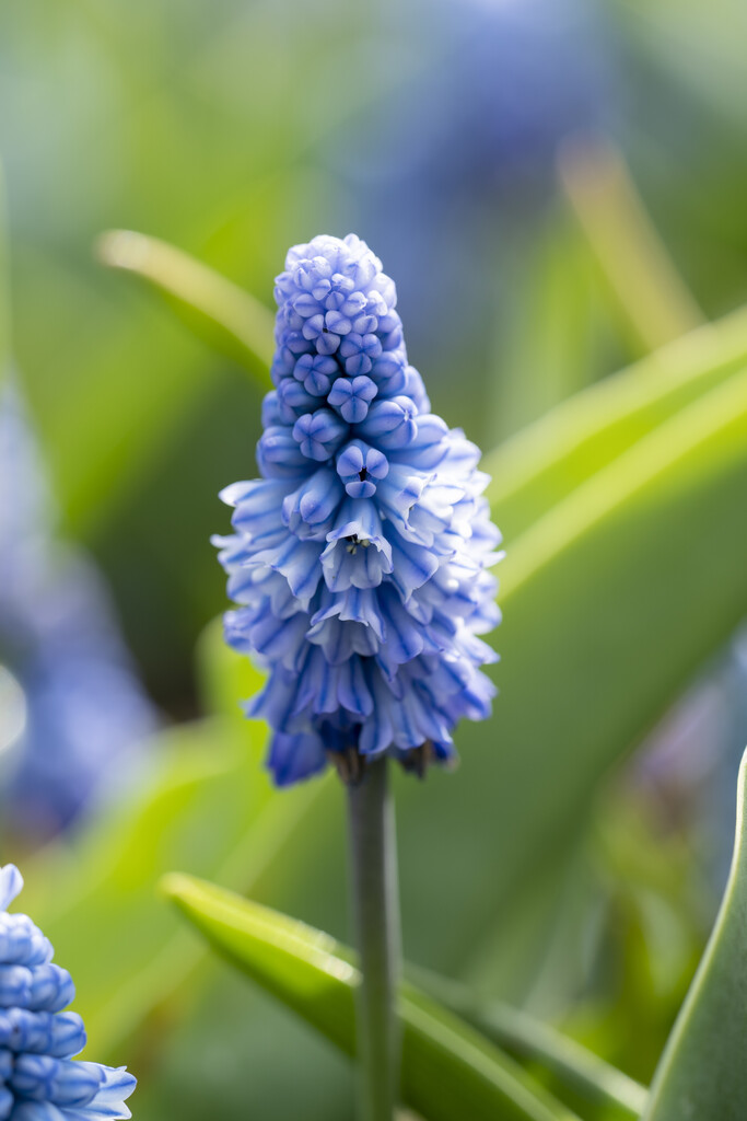 Muscari Azureum 6/7