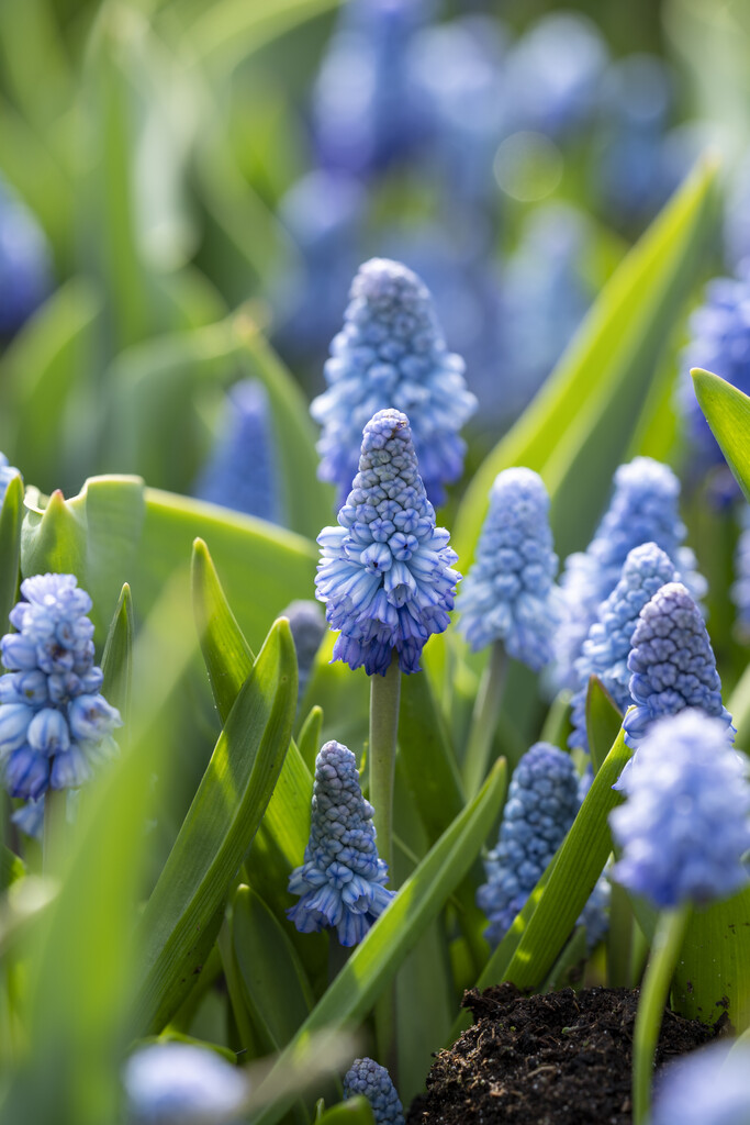 Muscari Azureum  5/6 (15)