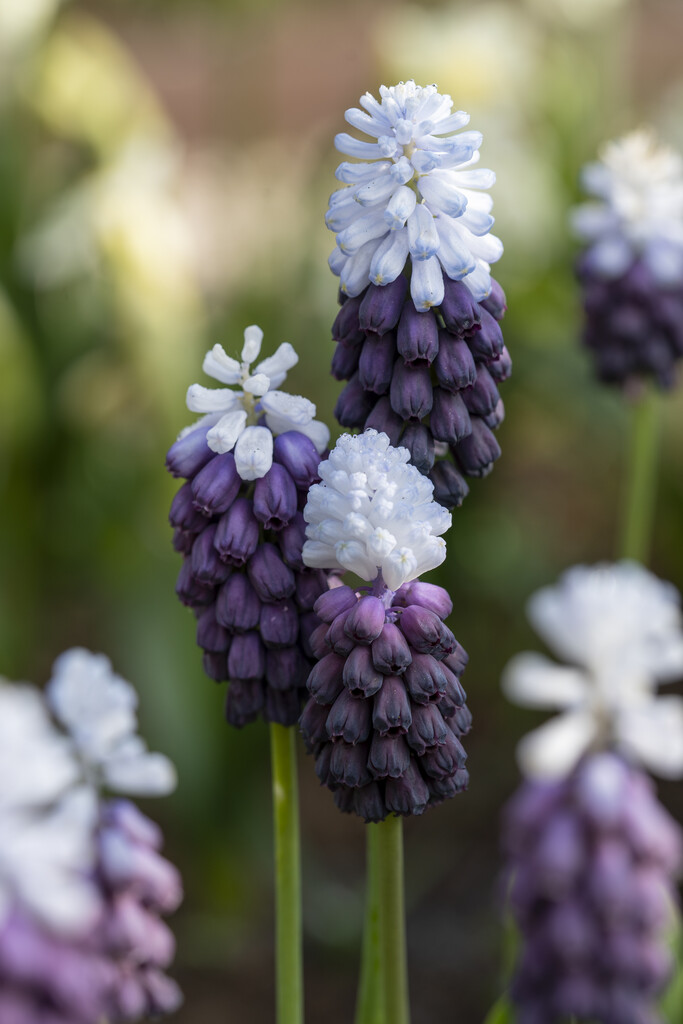 Muscari Grape Ice 6/7