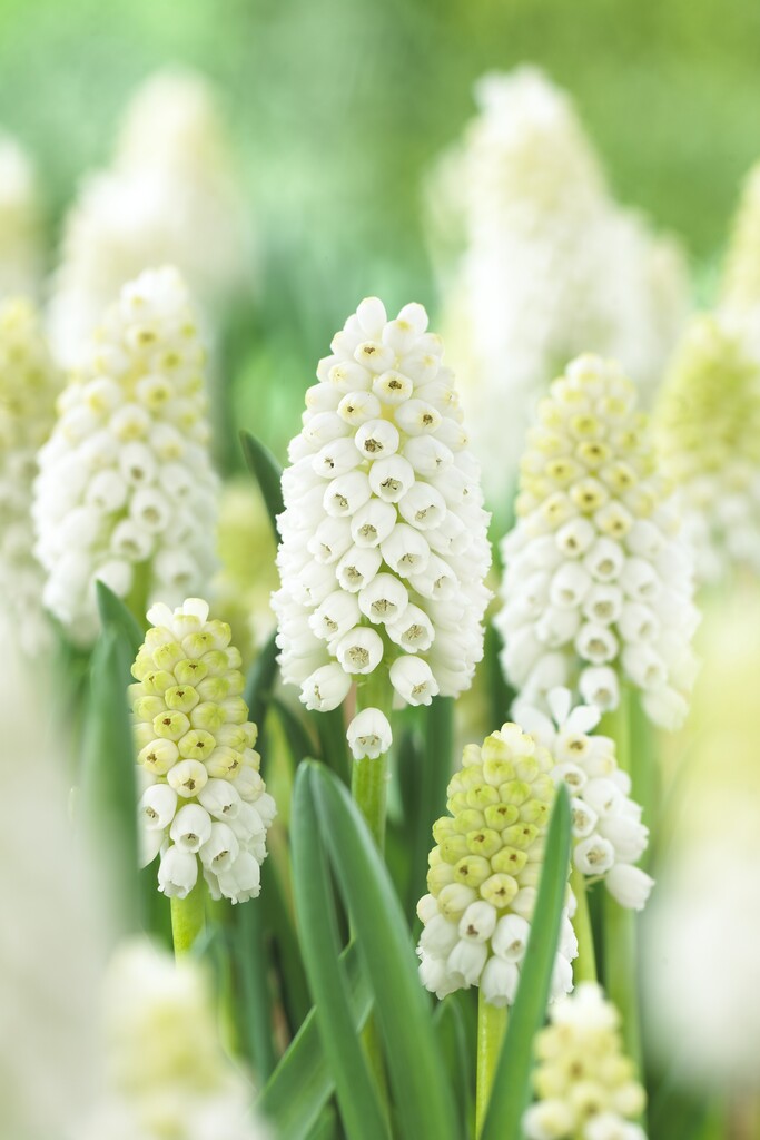 Muscari White Magic 8/9 (10)