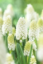 Muscari White Magic 8/9 (10)