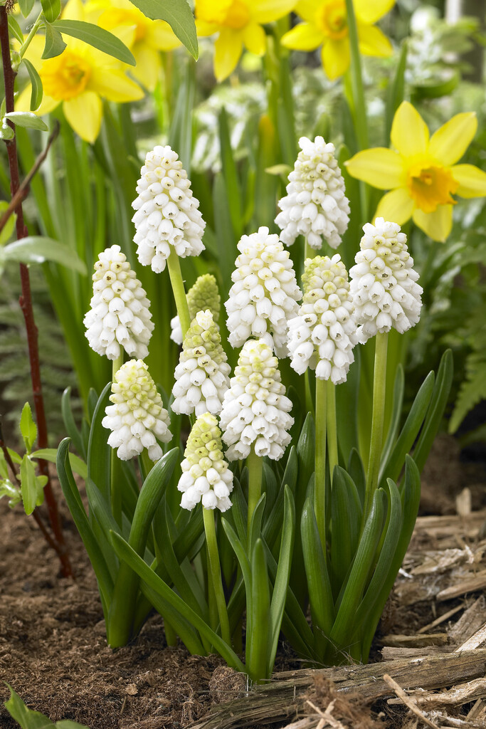 Muscari White Magic 8/9 (10)