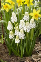 Muscari White Magic 8/9 (10)