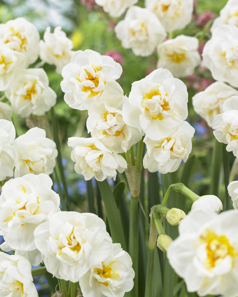 Narciss Bridal Crown 12/14 (6)