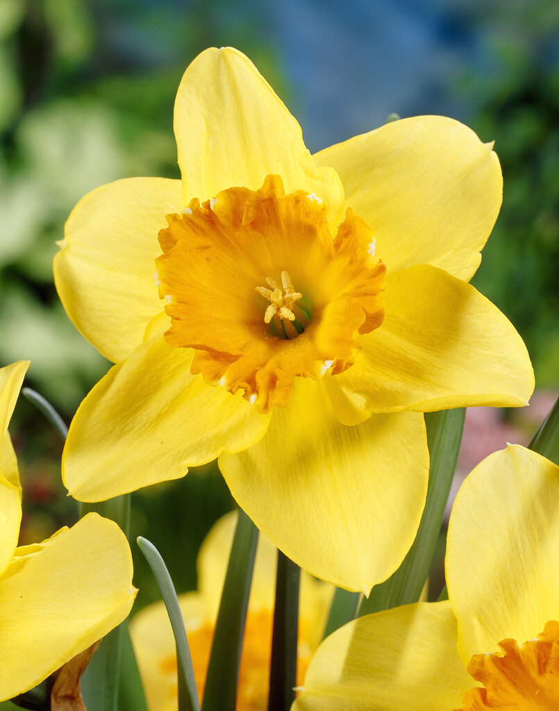 Narciss Juanita 14/16 (5)