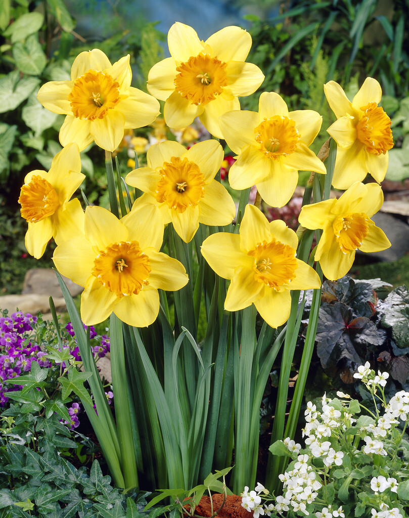 Narciss Juanita 14/16 (5)