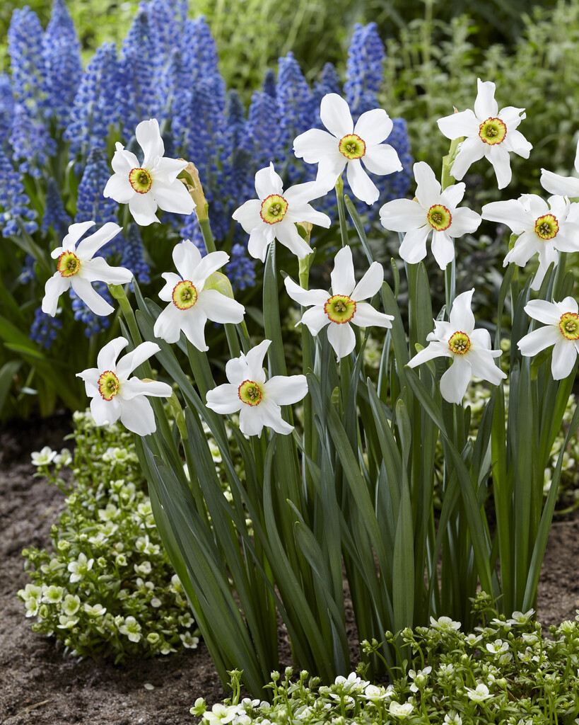 Narciss Recurvus 12/+ (5)