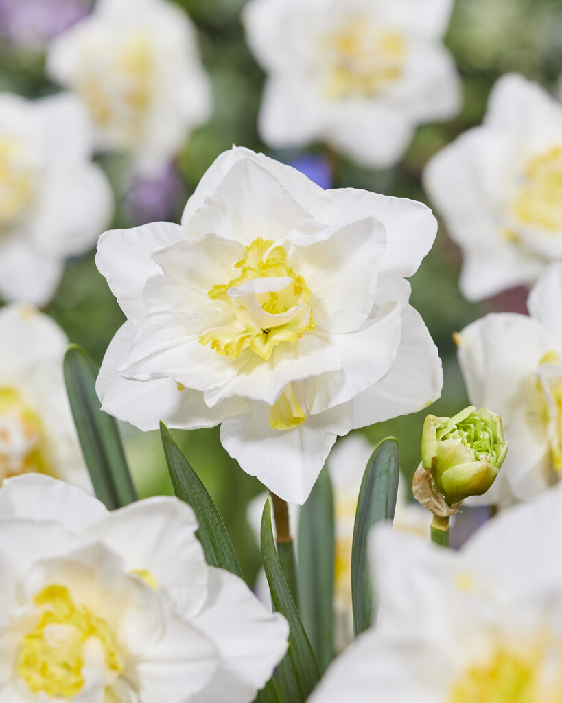 Narciss White Lion 14/16 (5)