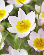 Tulpan Bakeri Liliac Wonder I Botanisk Rosa/Lila - 50p