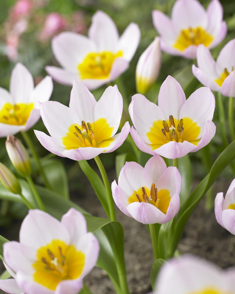 Tulpan Bakeri Liliac Wonder I Botanisk Rosa/Lila - 50p