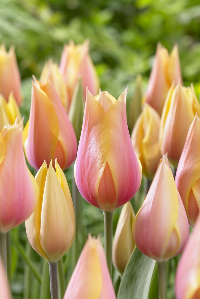 Tulpan Blushing Lady 12/+ (7)