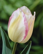Tulpan Blushing Girl 12/+ (7)