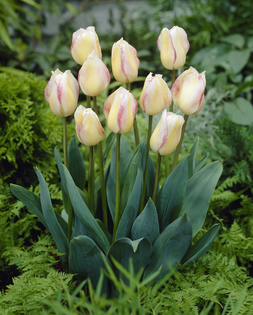 Tulpan Blushing Girl 12/+ (7)