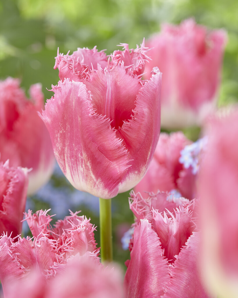 Tulpan Fancy Frills 12/+ (7)