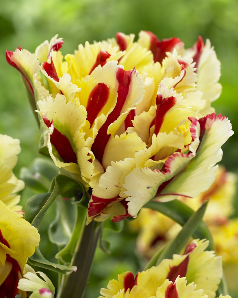 Tulpan Flaming Parrot 12/+ (7)