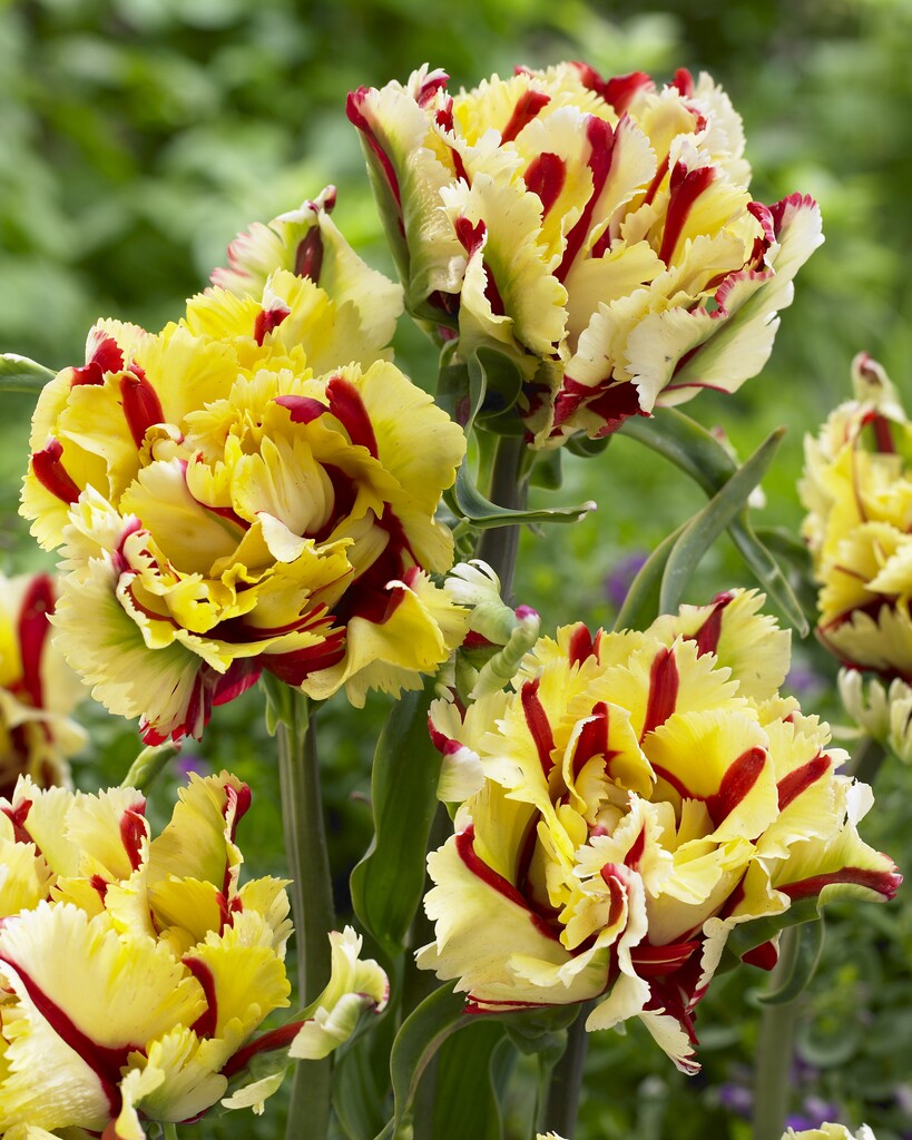 Tulpan Flaming Parrot 12/+ (7)