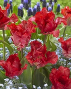 Tulpan Garden Fire (new) 12/+ (7)