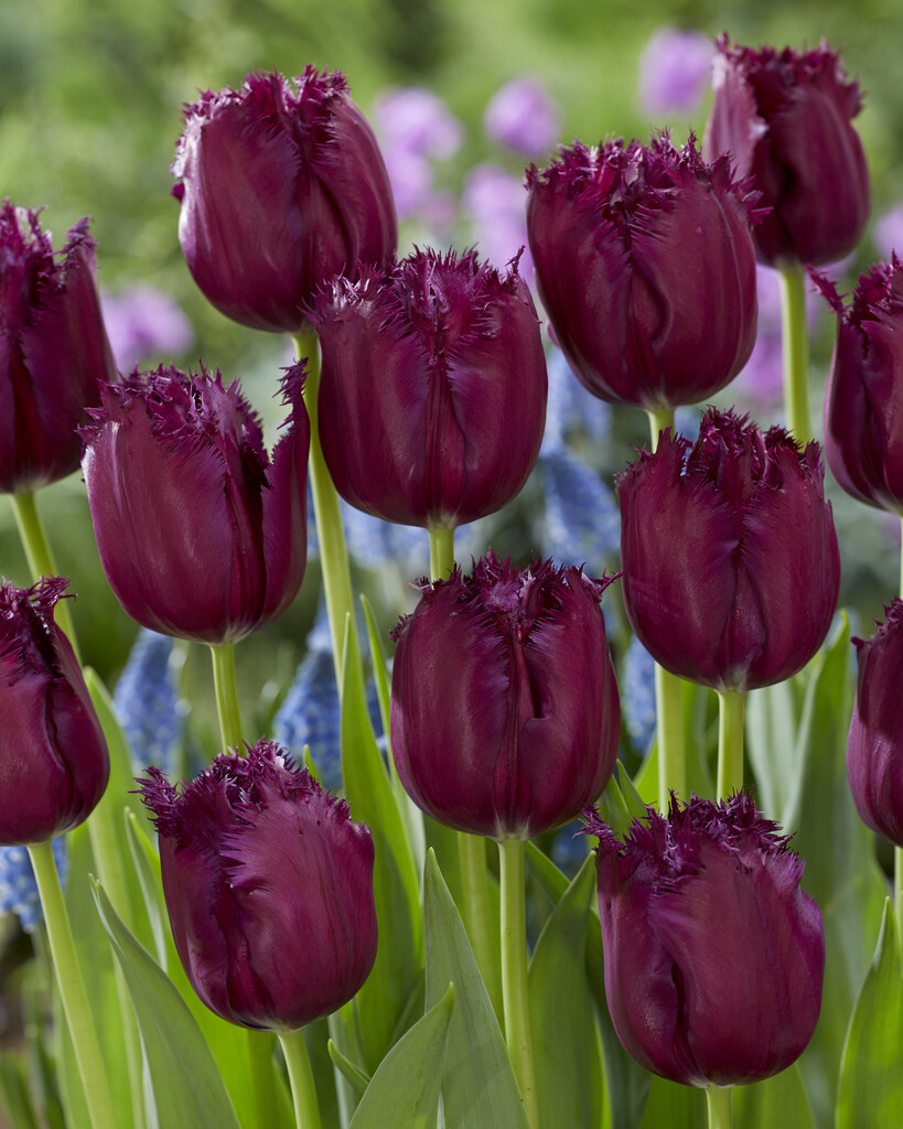 Tulpan Gorilla 12/+ (7)