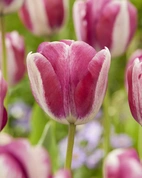 Tulpan Hotpants 12/+ (10)