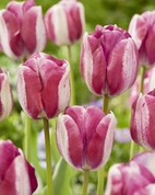 Tulpan Hotpants 12/+ (10)