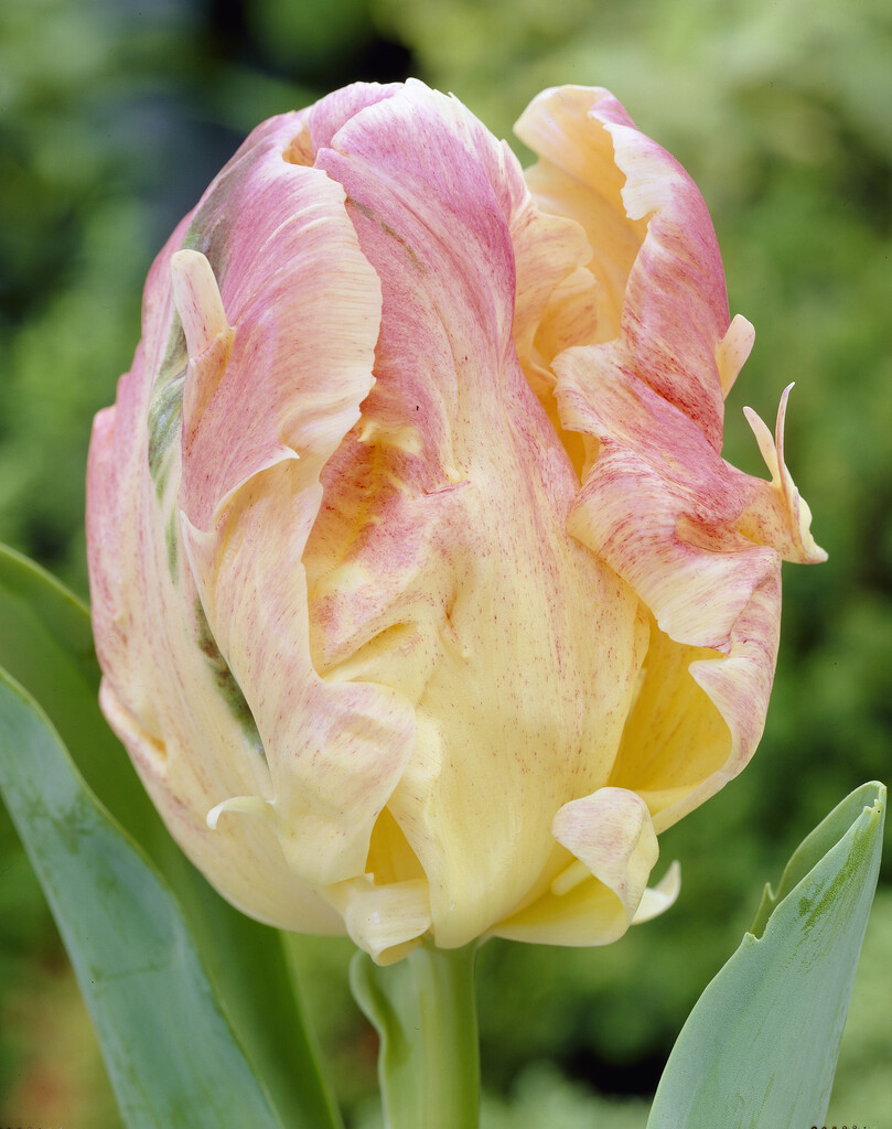 Tulpan Libretto Parrot 12/+(7)