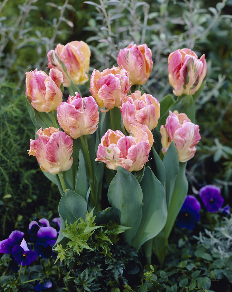 Tulpan Libretto Parrot 12/+(7)