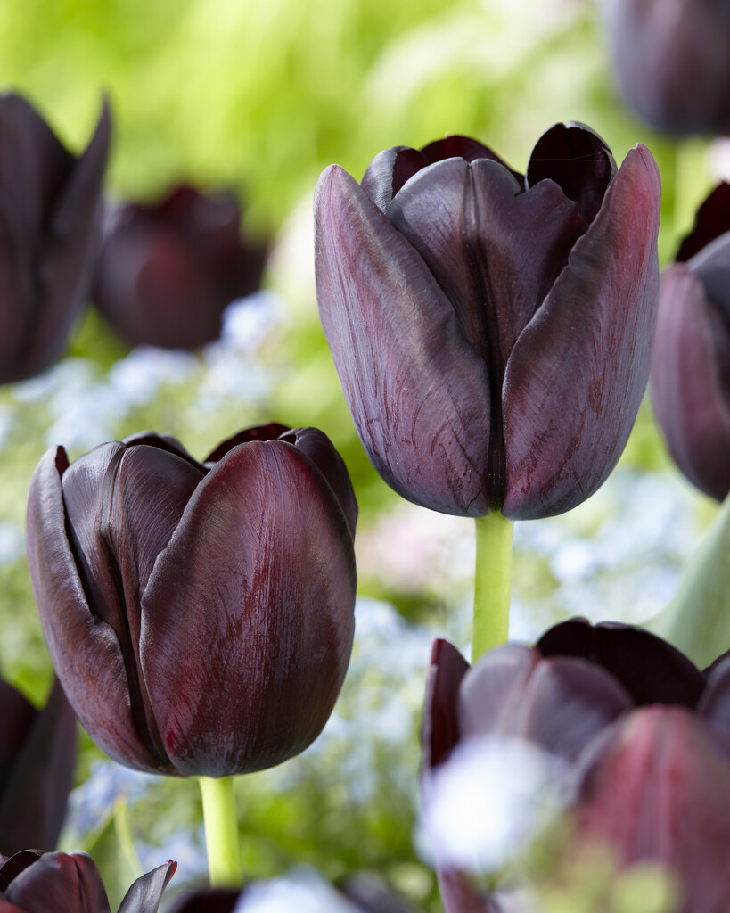 Tulpan Queen of Night 12/+ (10)