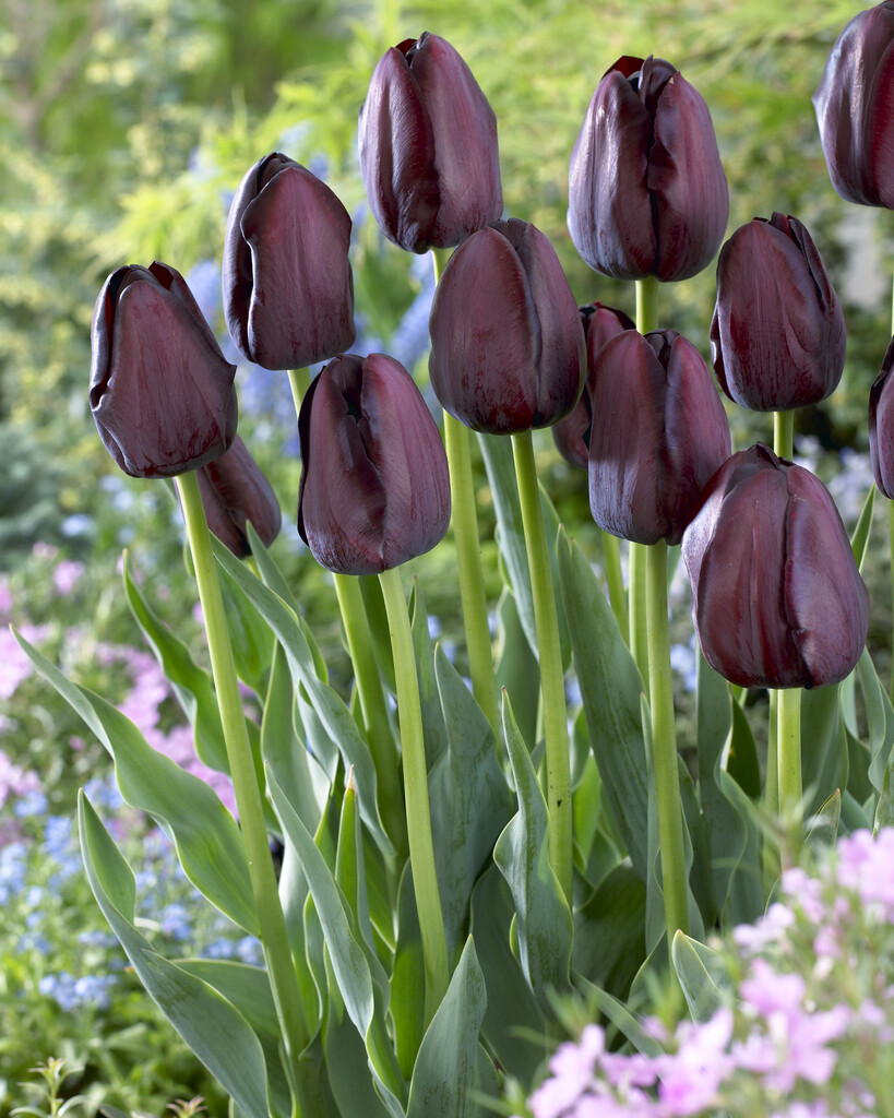 Tulpan Queen of Night 12/+ (10)