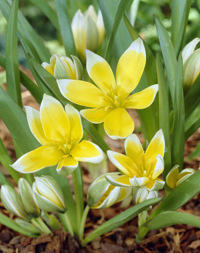 Tulpan Tarda 7/8 (10)