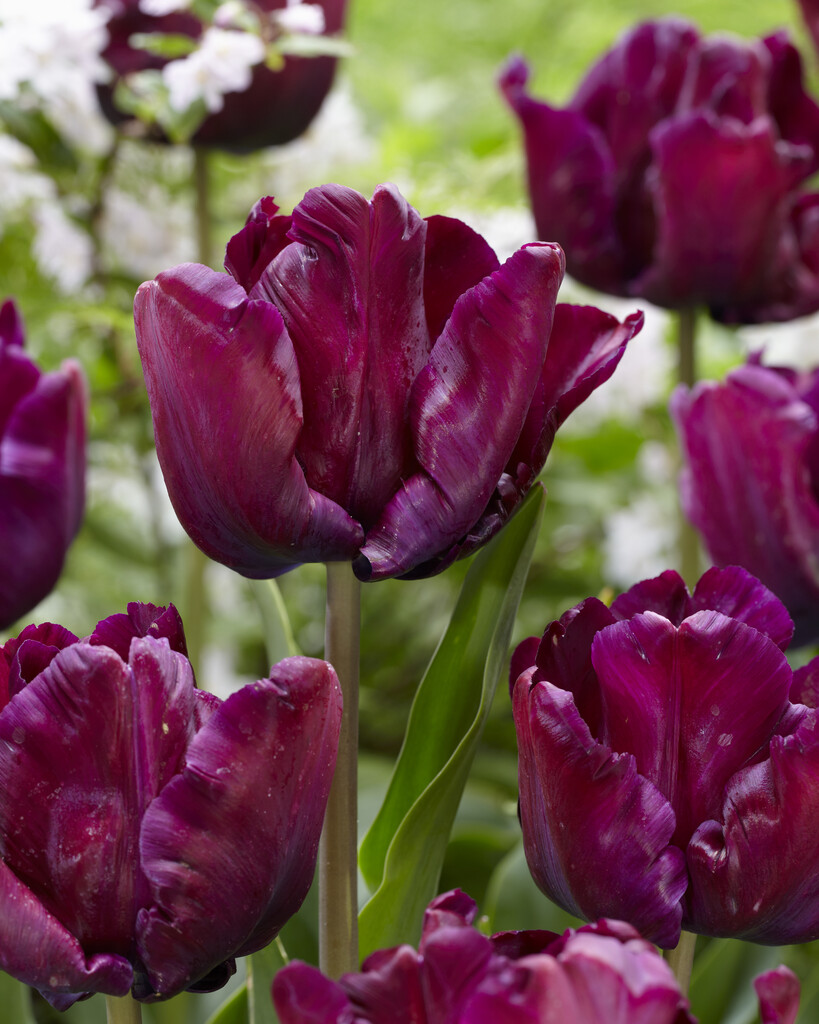 Tulpan Victoria Secret 12/+ (7)