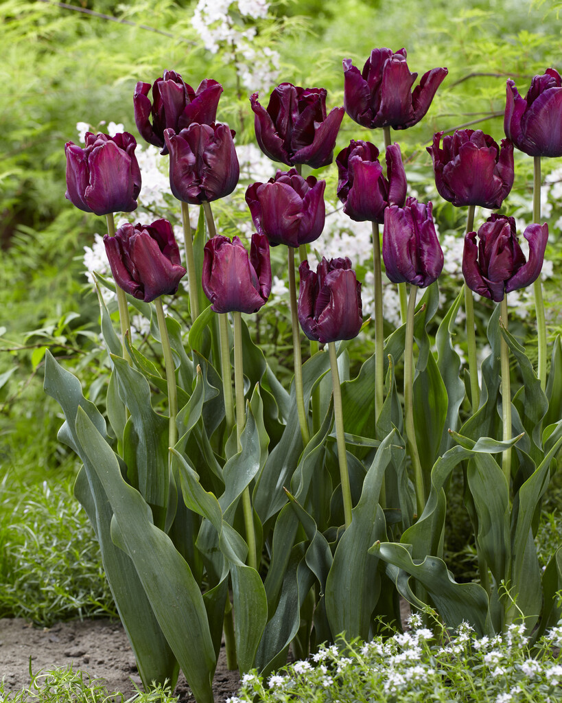 Tulpan Victoria Secret 12/+ (7)