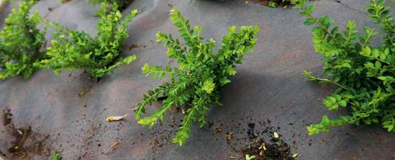 Plantex - Premium Weedmax 2x50m 68G/kvm