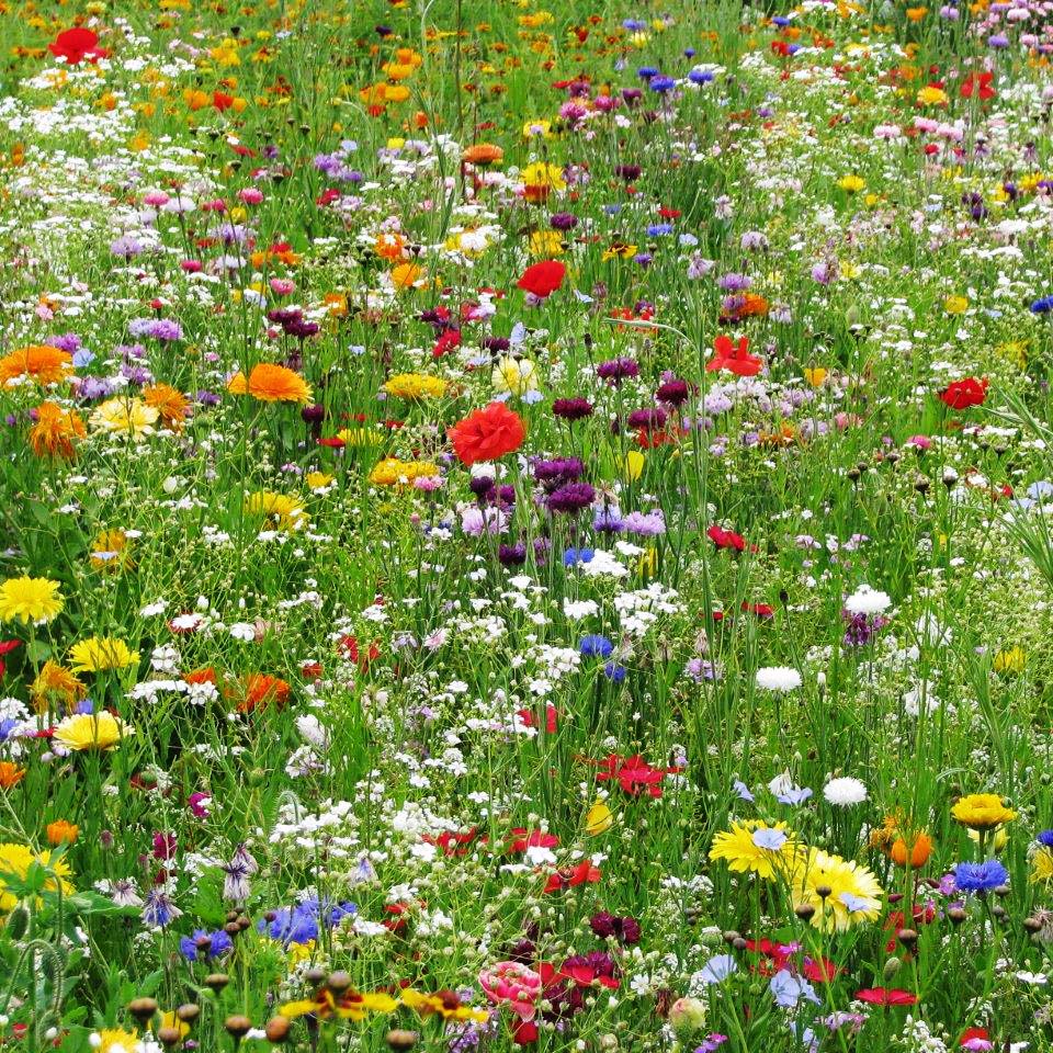Blomsterblandning medelhög (30-60cm) 100 g Ettårig