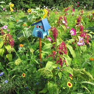 Fågelblandning 40-100cm 100 g Ettårig