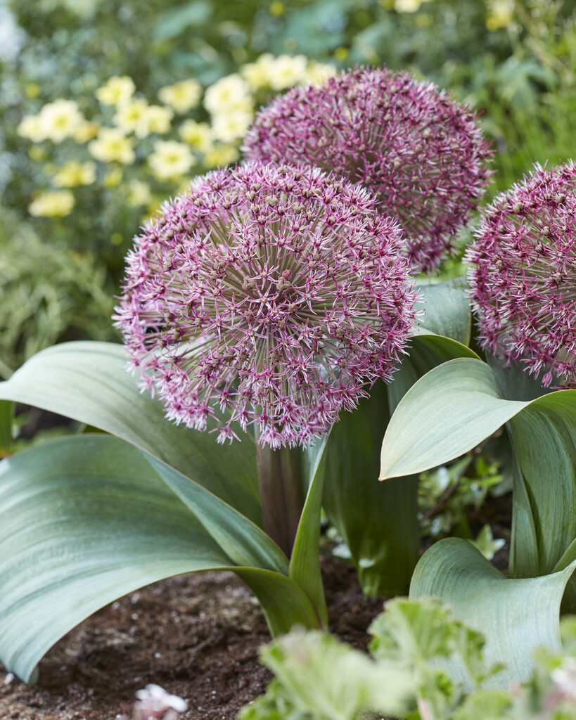 Allium  Red Giant 22/24