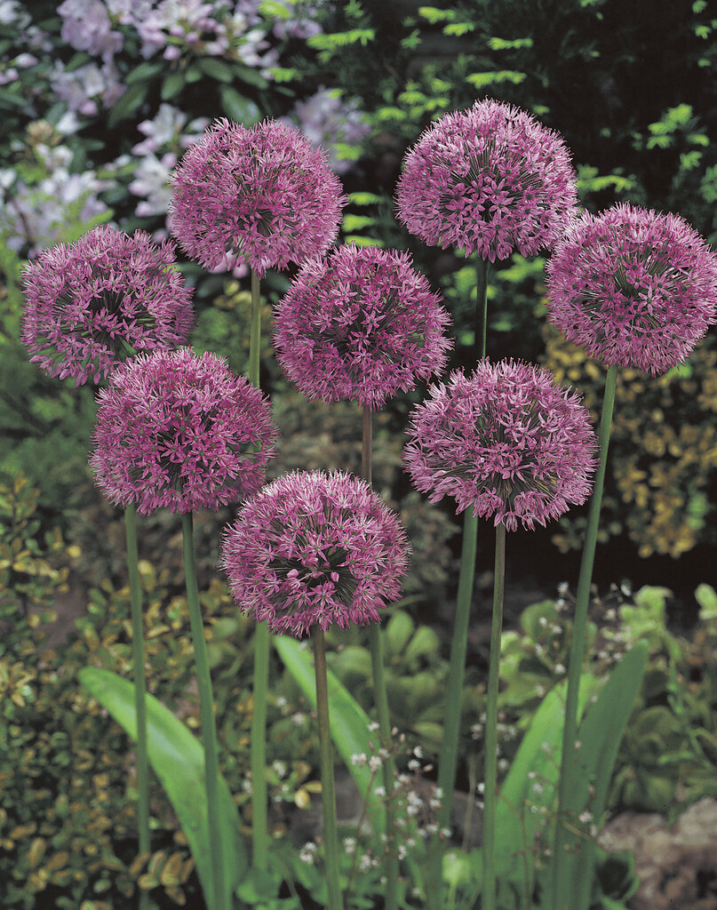 Allium Aflatunense 12/14